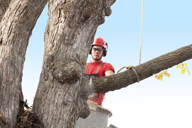 Best Tree Removal Service  in Olathe, KS